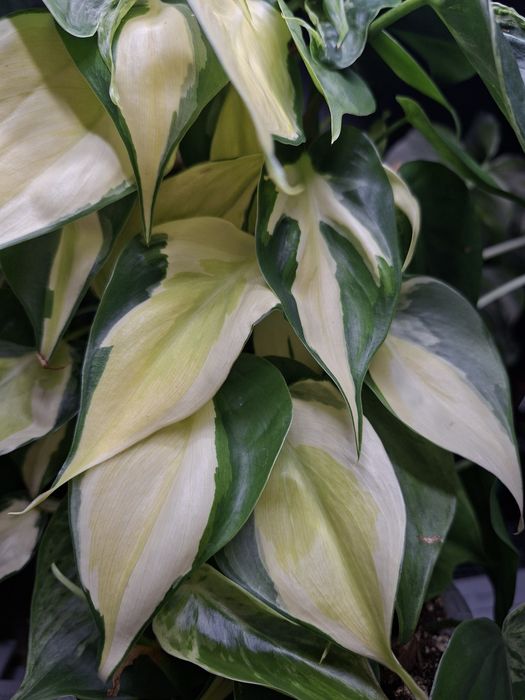 Philodendron Hederaceum Variegata i Cream Splash