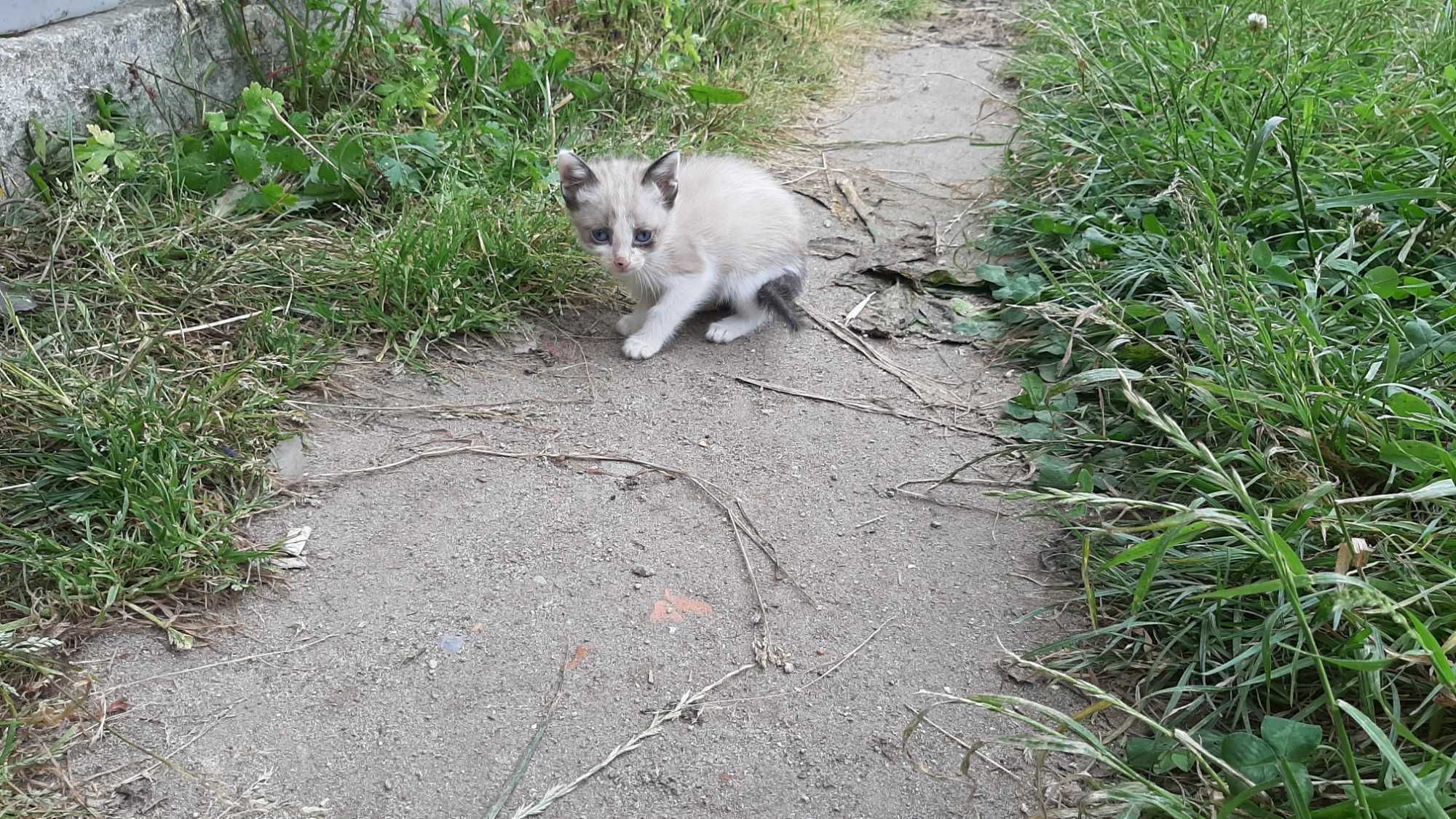 Gatinhos para adoção (nascidos a 22 de Abril)