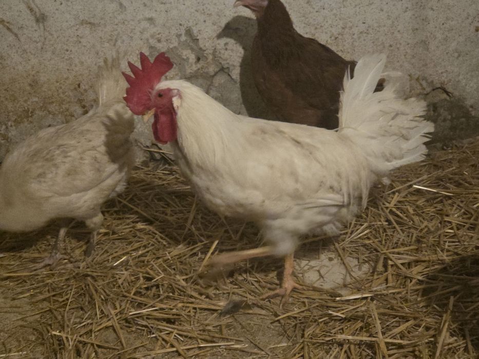 Kogut Leghorn.             .