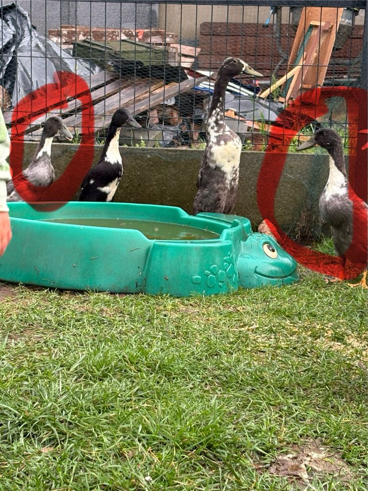Kaczki biegusy parka młode z czerwca