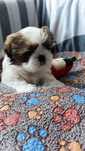 Shih-tzu chlopak