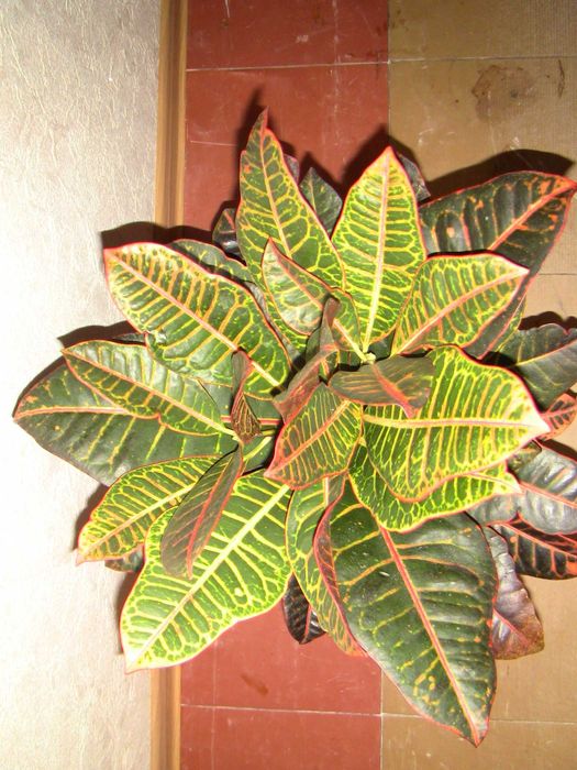 Кротон защитная положительная энергетика для семьи дома