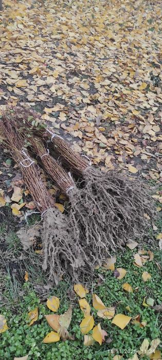 подвой , абрикоса, алычи