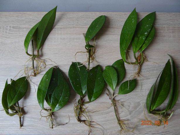 Hoya carnosa ukorzenione szczepki
