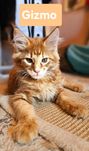Maine Coon GIZMO KociaDusza
