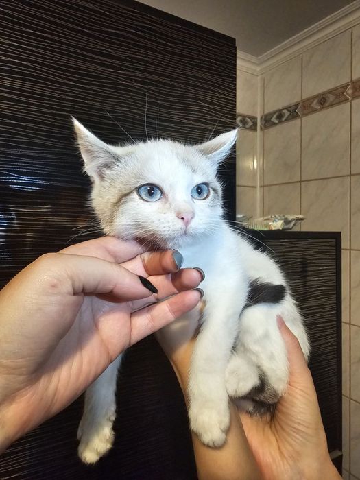 Кошенятко- хлопчик з блакитними очима
