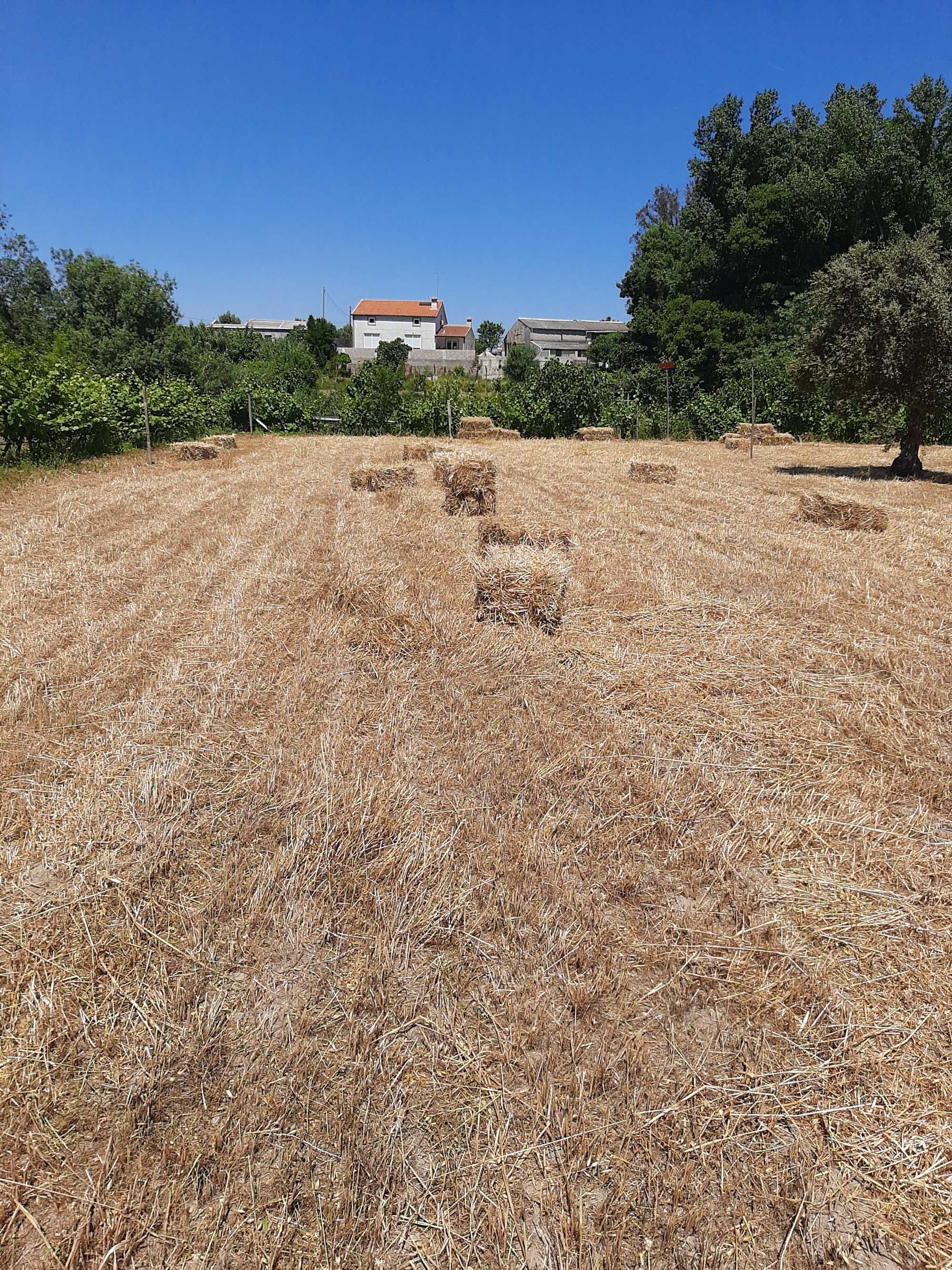 Fardos de Palha de aveia com semente