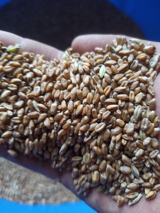 Pszenica  ziarno