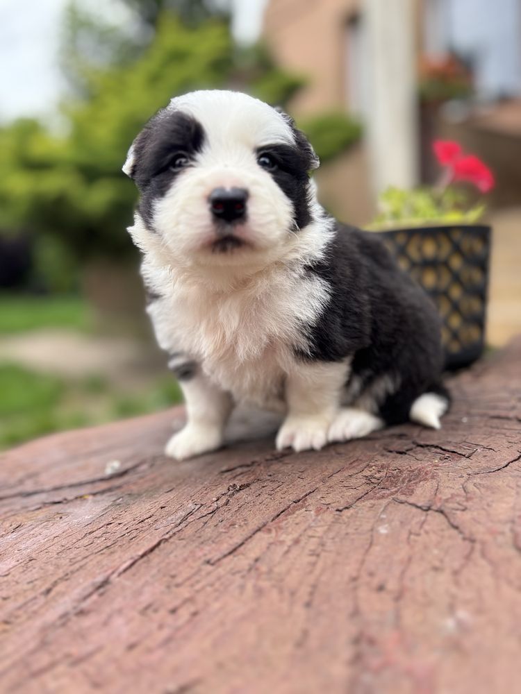 Border collie - szczenię z rodowodem