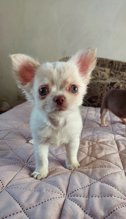 Міні чіхуашечки дівчатка !