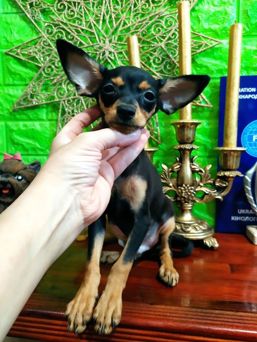 Милый черно-подпалый мальчик мини отЧемпионов! Док.КСУ,чип,привит!