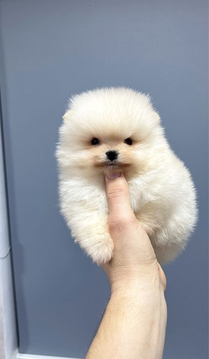 Померанский шпиц мини, мальчик, 2 месяца