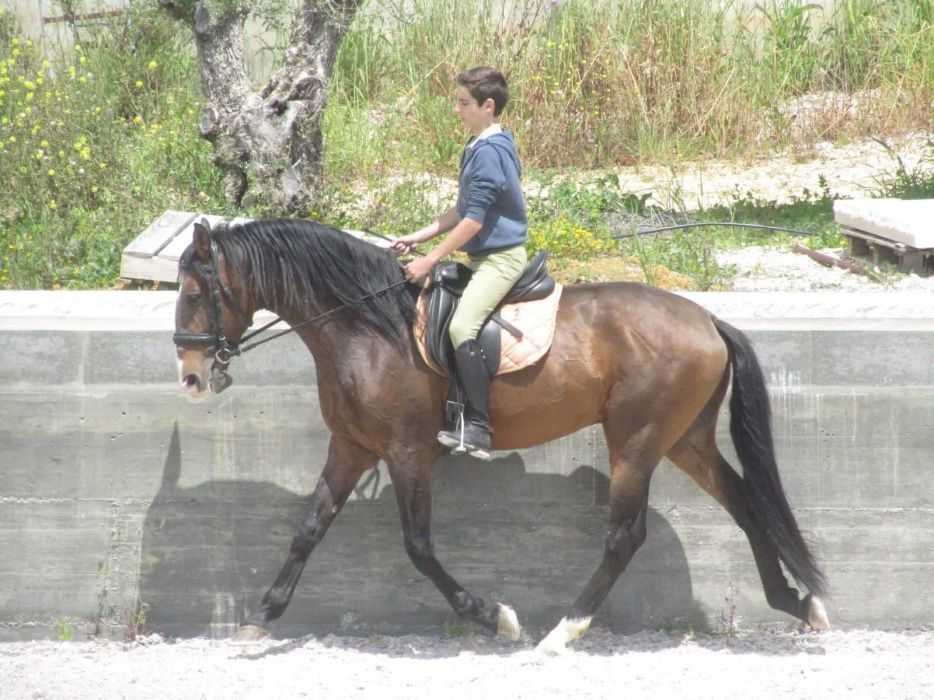 Desbaste de poldros e ensino de cavalos.