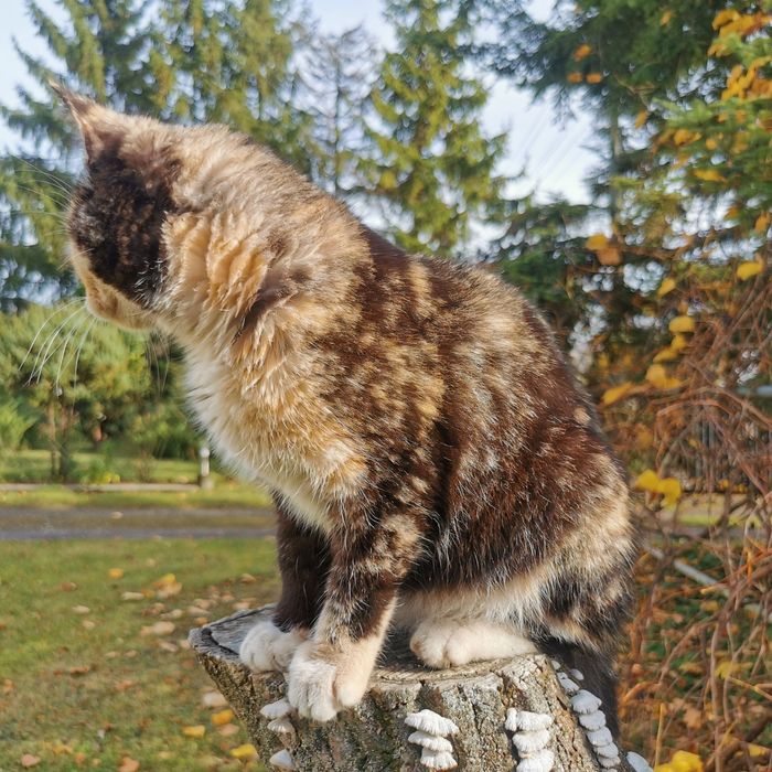 Oddam kotke w dobre ręce