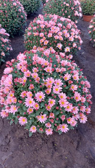 Chryzantemy drobnokwiatowe od producenta