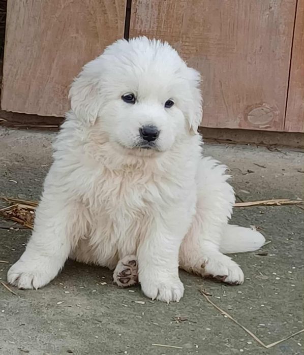 Owczarek podhalański