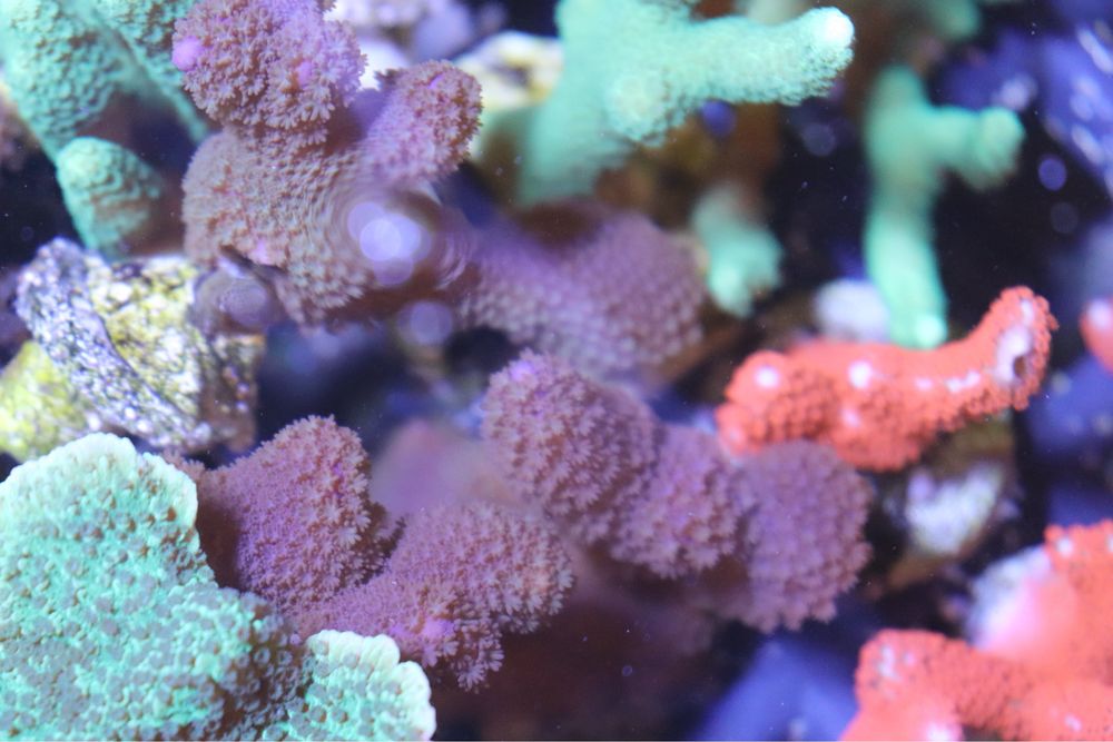 4 Montipora Brazowo Fioletowa Patyk Akwarium Morskie Sps