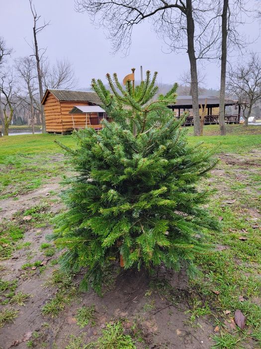Живая Елка Ялинка, Пихта Нордмана