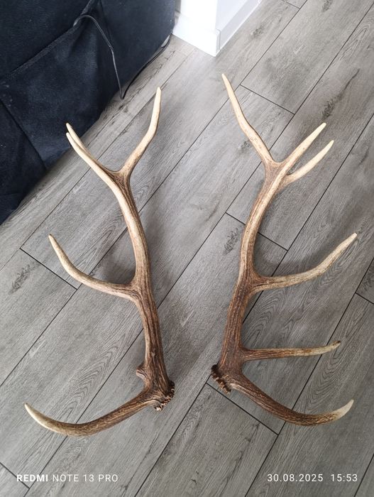 Para poroży ponad 70cm