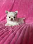 Chihuahua przepiekny piesek Karl