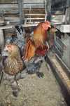 Ovos para Incubação de várias raças e pintos BRAHMA