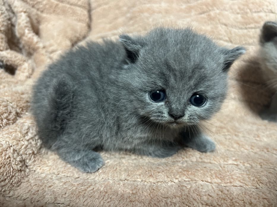 Koty brytyjskie krotkowlose