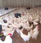 Kury Nioski Leghorn 23 tyg Leghorny