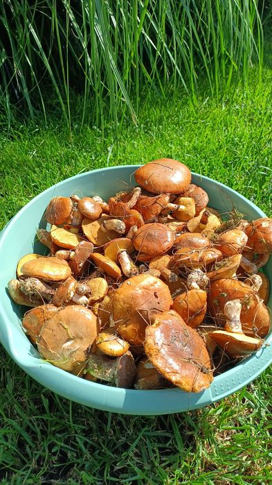 Maślaczki.Dziś zbierane.