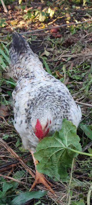 Півні на держання, або на мясо