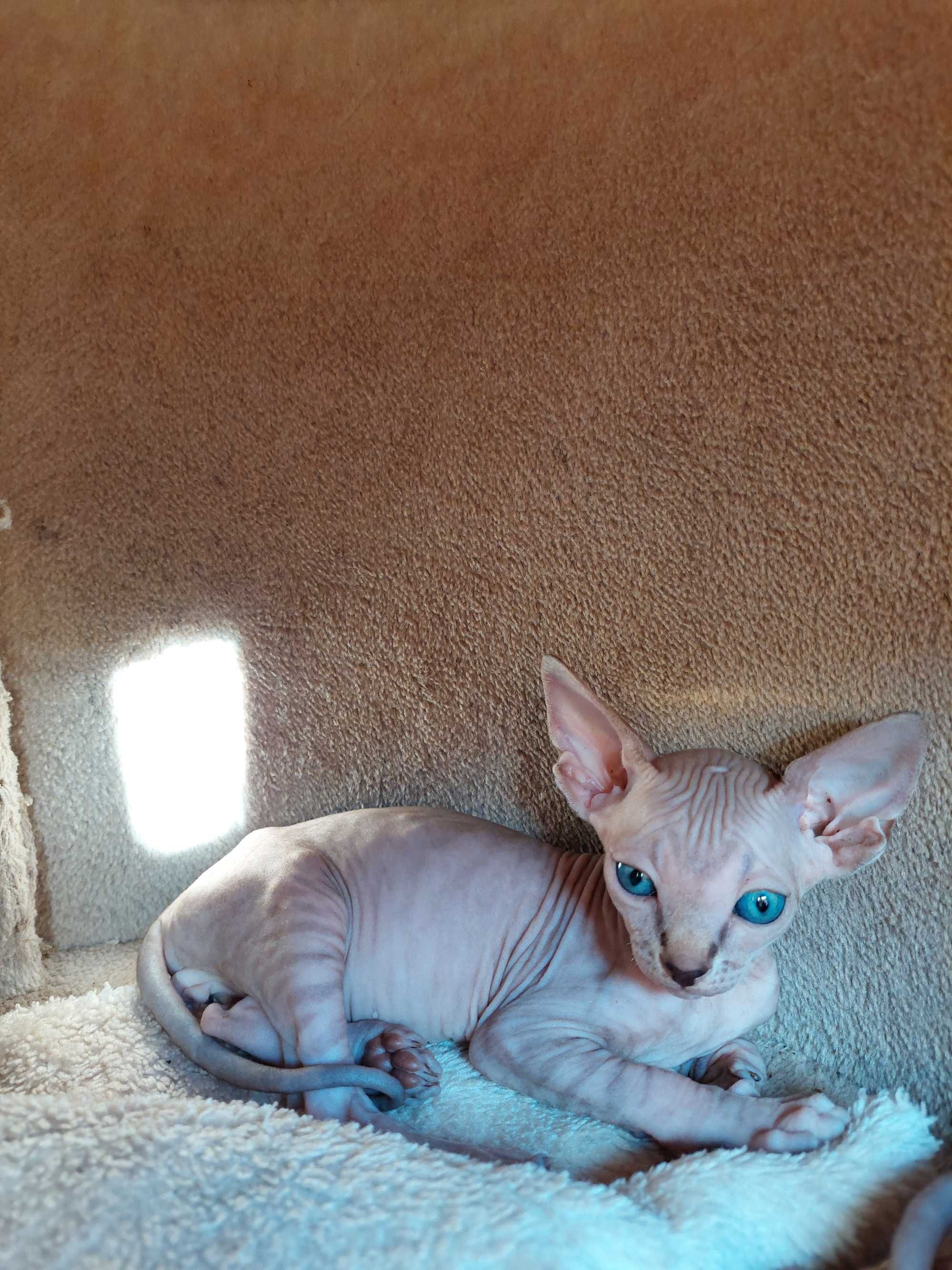 Gatinho   Sphynx