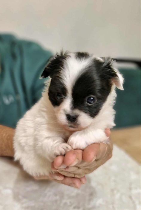 Chihuahua  długowłosy Wolverin