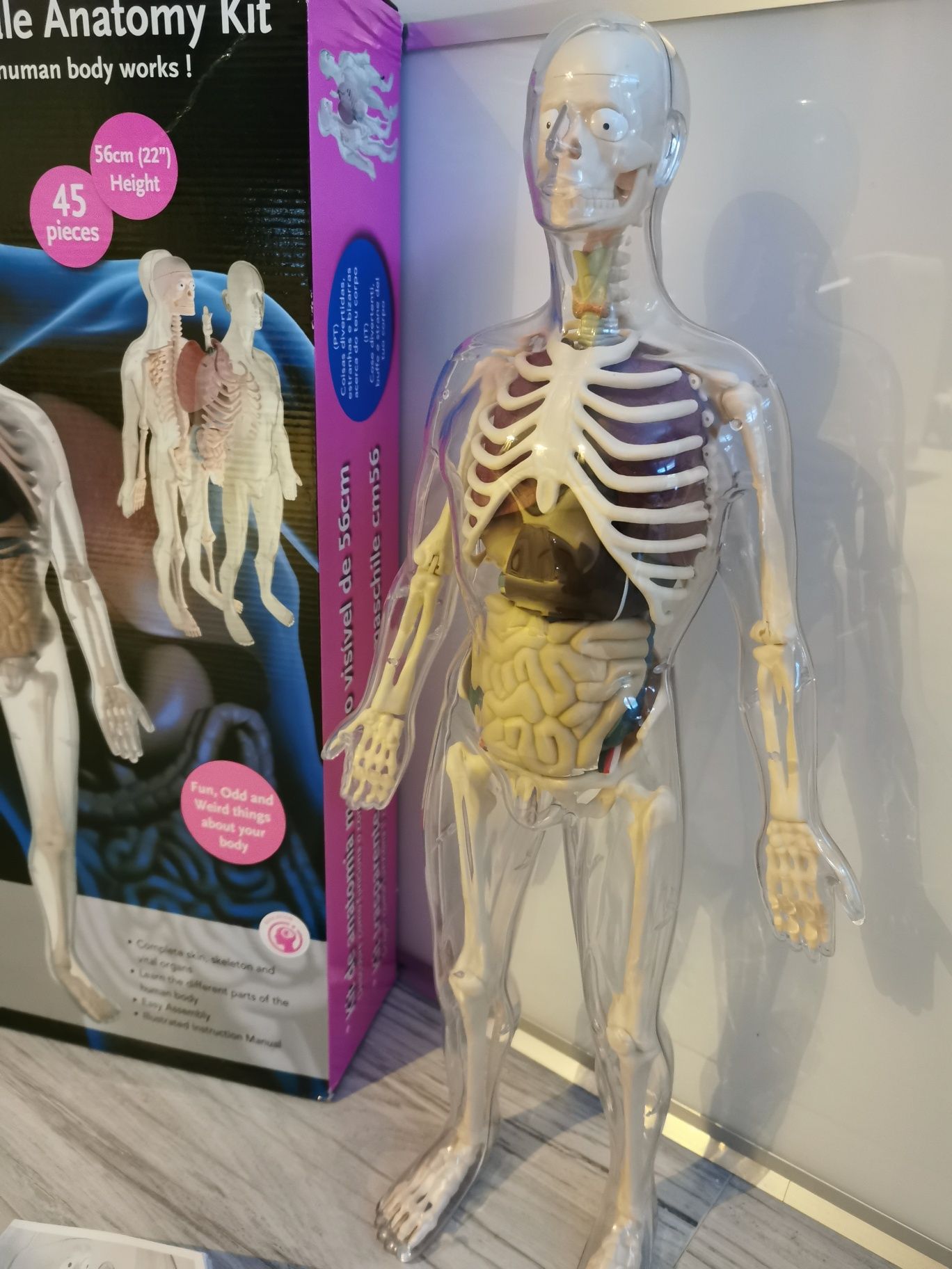 Edu Model anatomiczny człowieka 56 cm ciało kościotrup