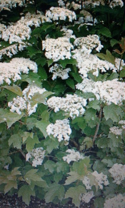 Саженци калины крупноплодной, грецкого ореха , и др