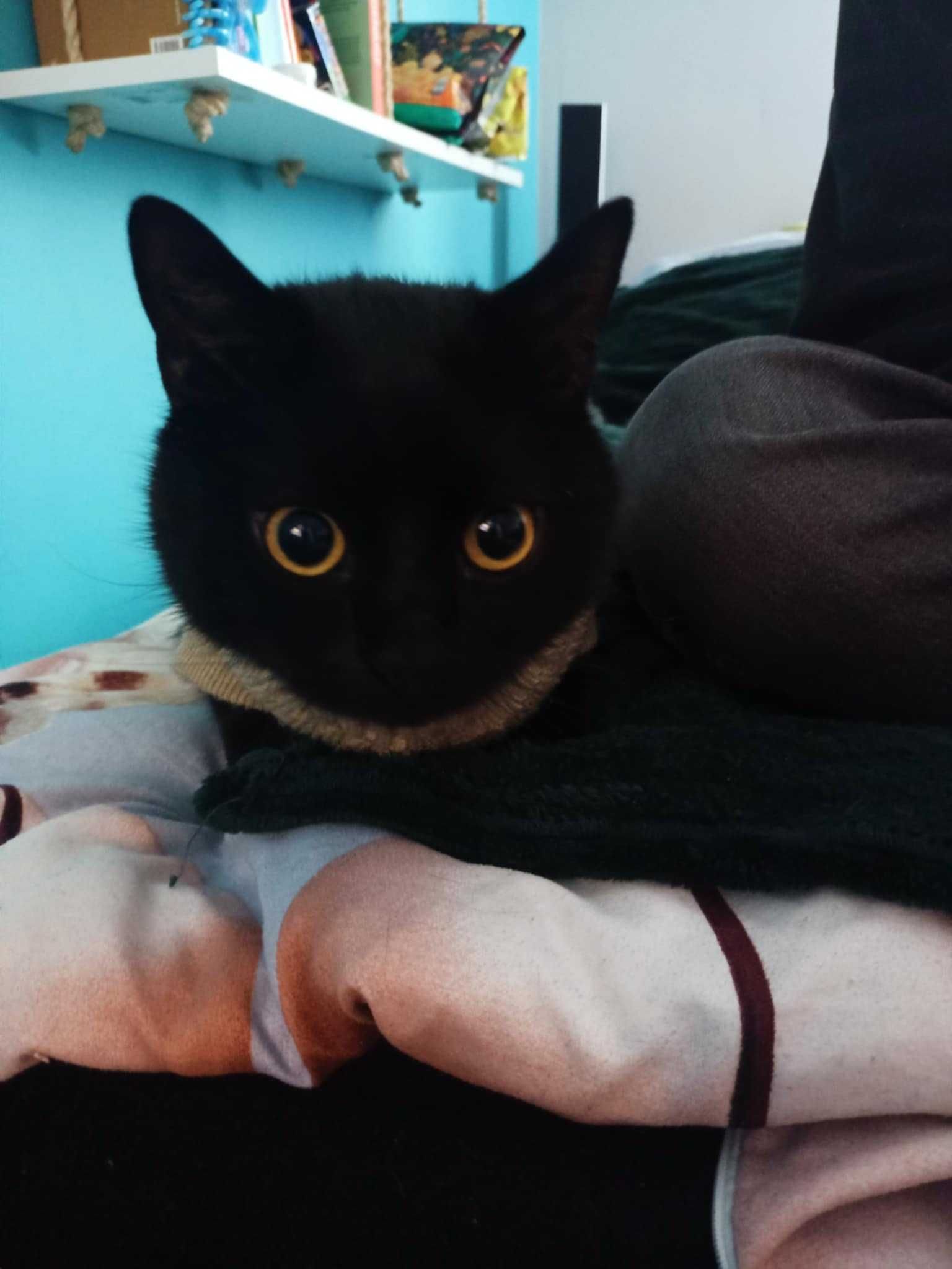 Kot do adopcji - Ciciuni