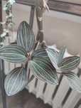 Storczyk Ludisia discolor