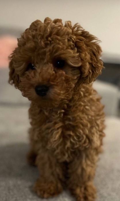 Милий пухнастий друг Мальтіпу ф1 Мини мальтипу Пес мальтипу міні