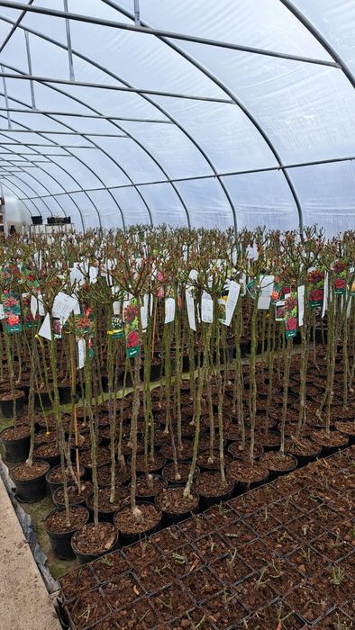 Roże szczepione na pniu palikowe sztamowe