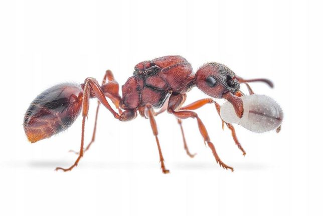 Mrówki - Manica rubida Rójkowe Królowe 2022