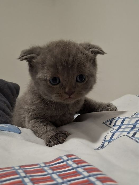 Котята, кошенята, шотландці, висловухі, прямовухі