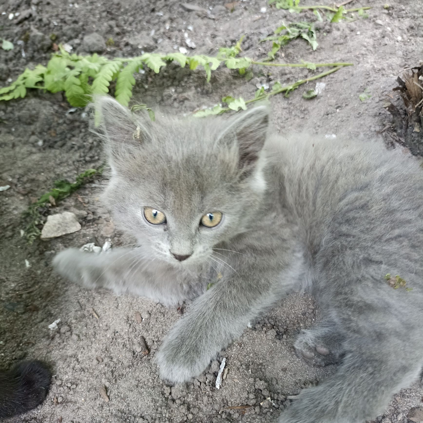 Віддам  грайливих кошенят