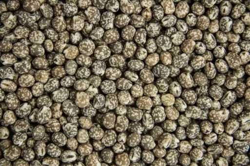 Łubin Gorzki poplonowy