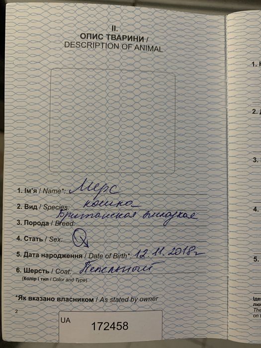 Вʼязка кіт британець вісловухий 6 років Дніпро Тополя