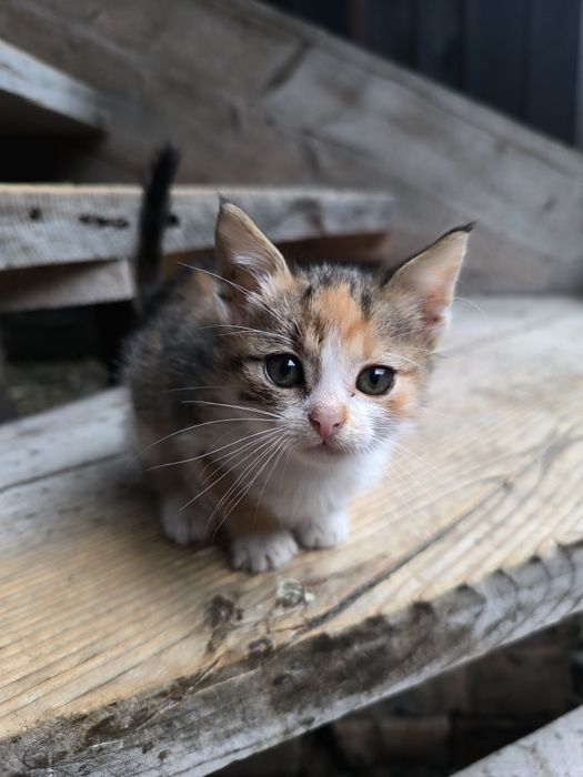 Трьохколірна дівчинка в пошуках родини