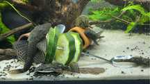 Casais de ancistrus