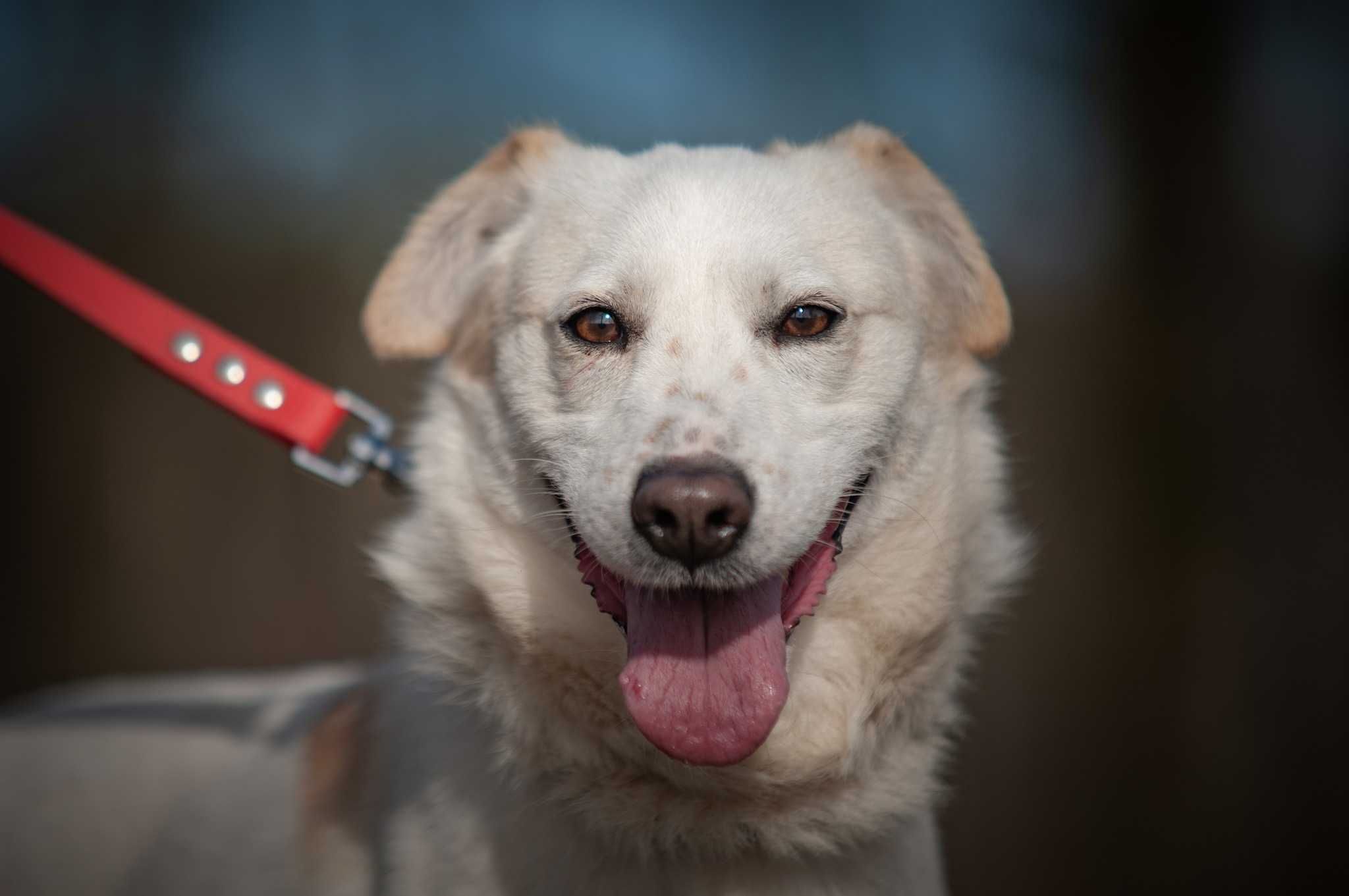 Jantar - piękny, dostojny psiak do adopcji.