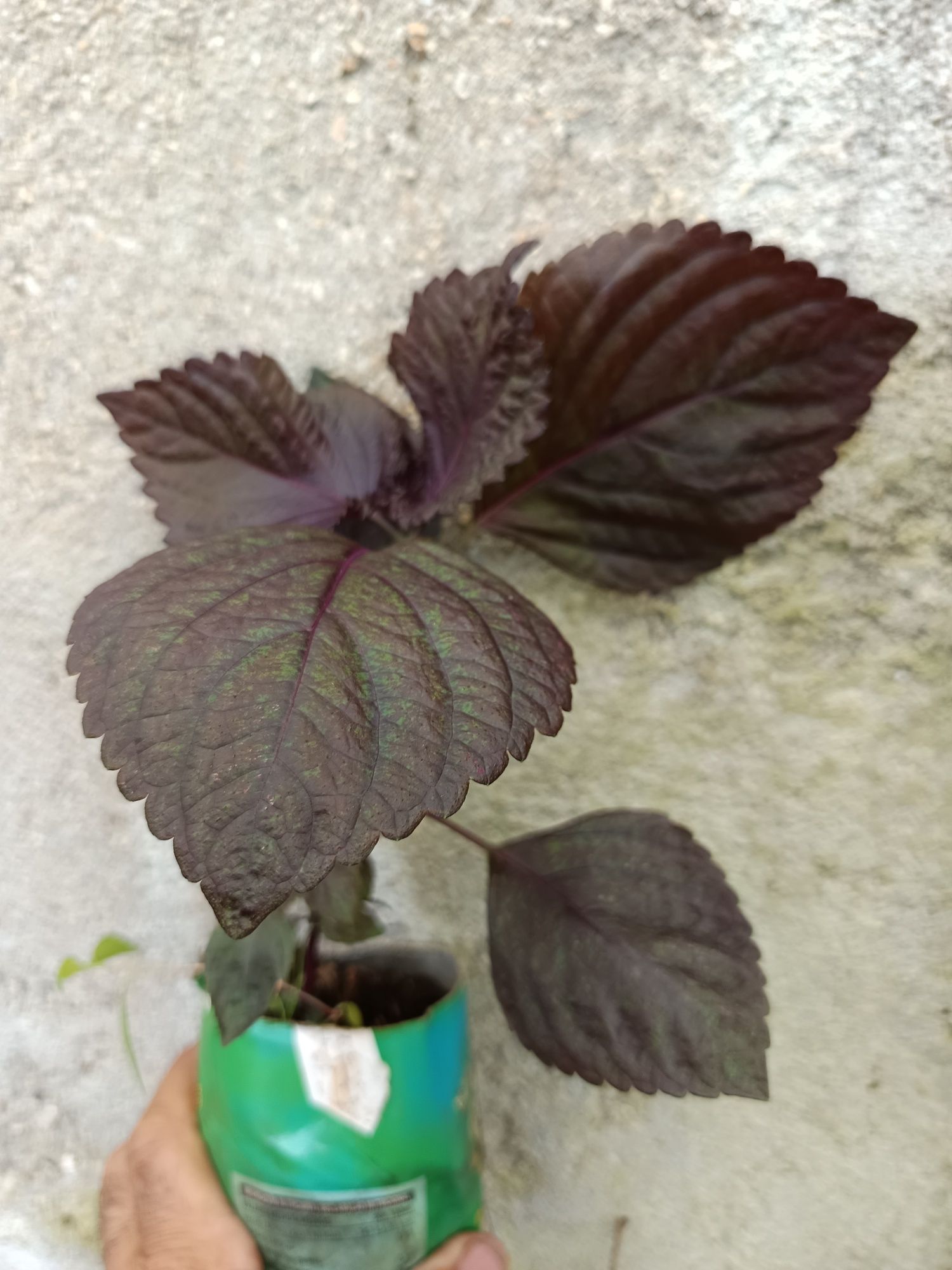 Shiso ou Perilla - Perilla Frutescens