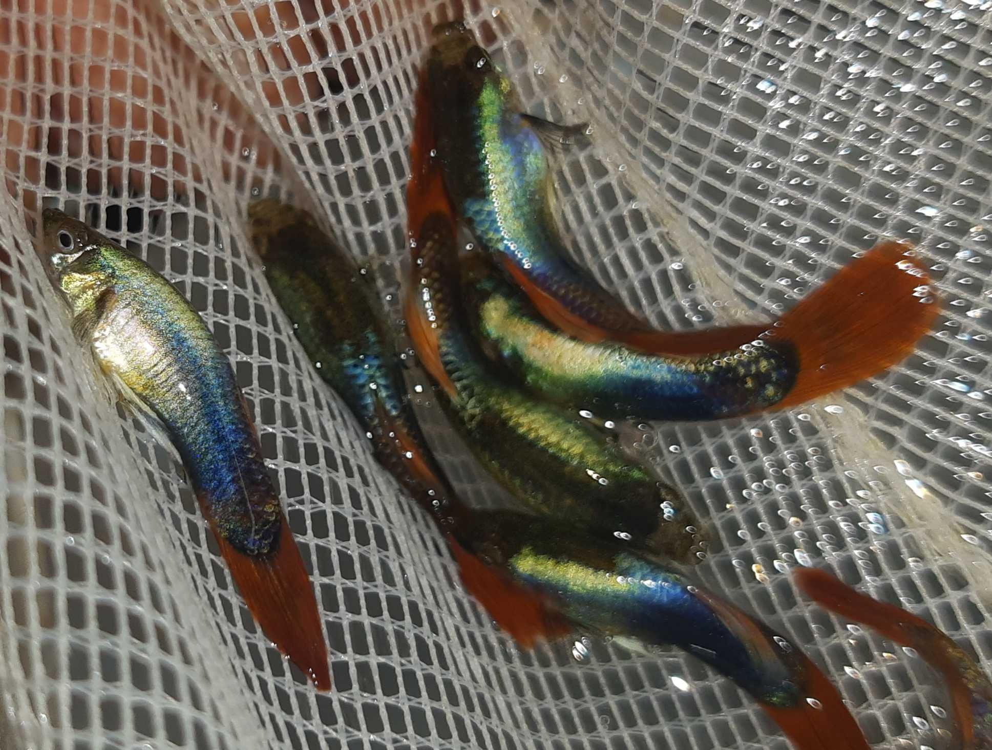 Gupik odmiana SILVER TUXEDO - Poecilia reticulata - dowozimy, wysyłamy