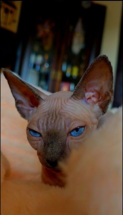 Koteczka sfinks przepiękne oczy .lot sphynx