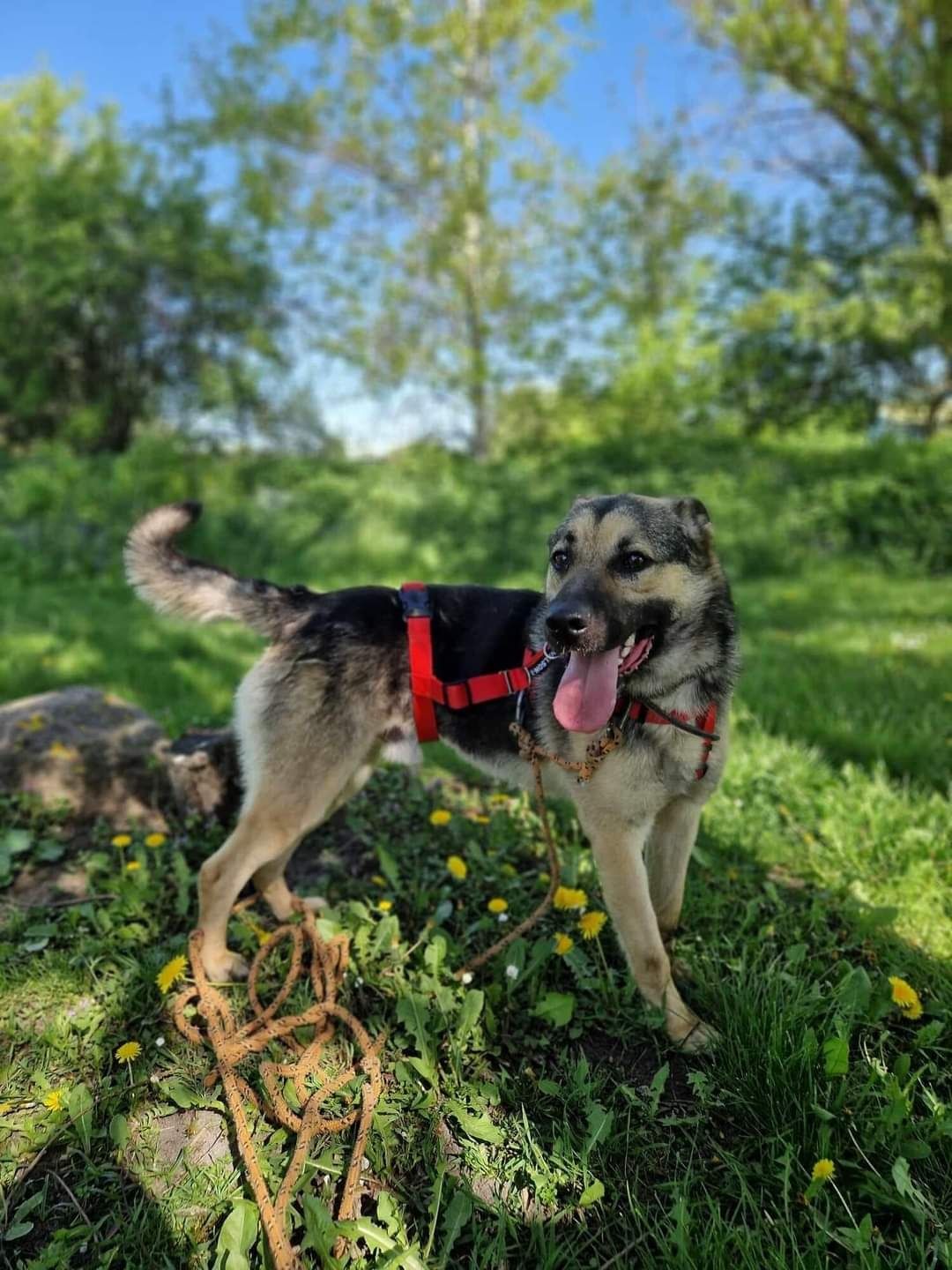 Hektor do adopcji Schronisko Sokołów Podl.