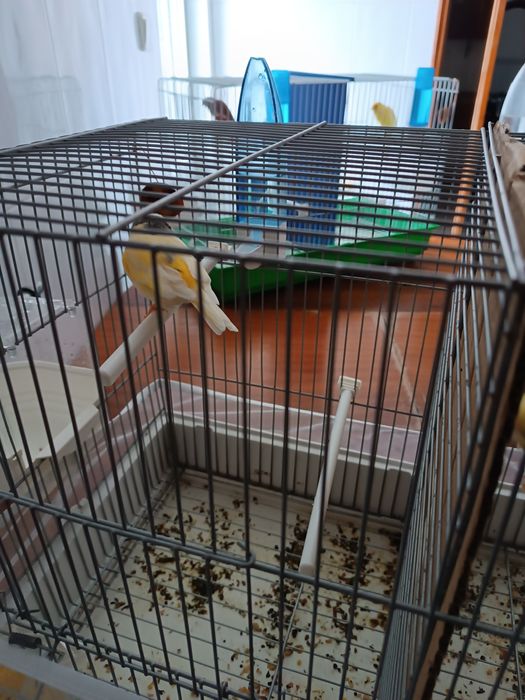 Canarios machos 2023/2024